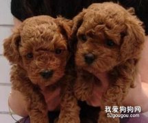 贵宾犬幼犬的管理与饲养方法