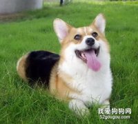 柯基犬训练的几个要点