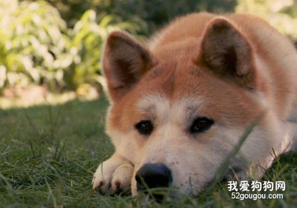 秋田犬智商