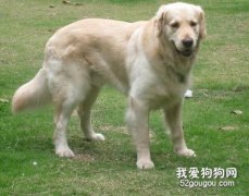 金毛犬疾病的观察判断方法