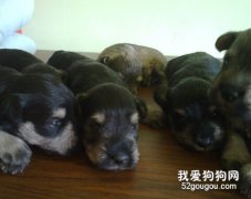 雪纳瑞幼犬喂养注意事项