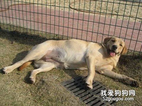 母犬怀孕