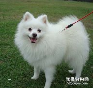 怎么让博美犬不感到孤独？