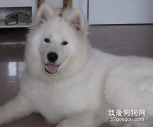 六个大月的犬该如何喂养？