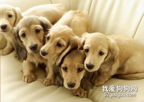 拉布拉多幼犬