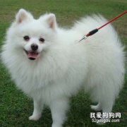 喂养博美犬注意的问题