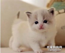 猫奶癣会自愈吗，猫奶癣会不会自己好?