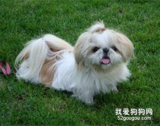 西施犬缺钙平时吃什么？西施犬吃什么蔬菜补钙