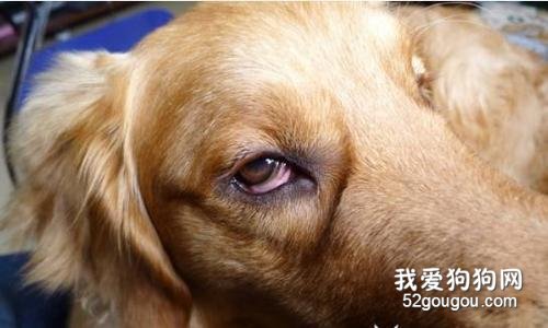 眼睑内翻原因导致狗狗眼睑内翻的原因很多,慢性结膜炎,异物刺人结膜囊
