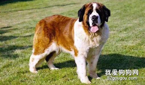 哪些狗狗屬於超大型犬?巨型犬的價格