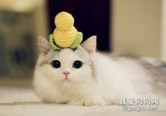 <b>仙女猫是什么品种 颜值党无法抗拒的猫！</b>