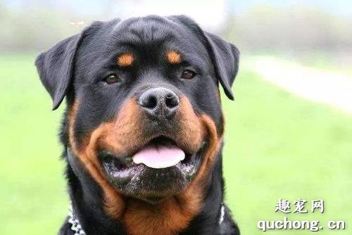 罗威纳犬 ( rott weilr ) 又称洛威犬,罗特韦尔犬,洛特魏勒犬,起源于