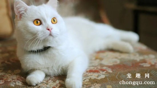 蓝眼白猫大多是聋子吗?(白猫蓝眼睛一定是聋子吗?)