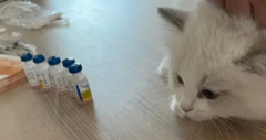 猫咪第一针疫苗什么时候打