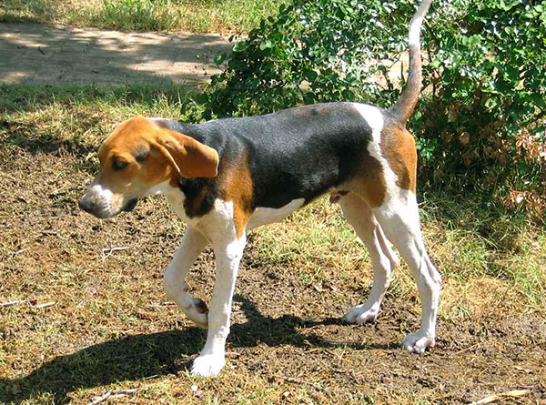 赶上树竞走者猎浣熊犬图片